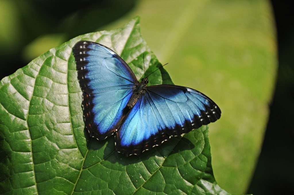 Morpho butterfly, Costa Rica, Central America