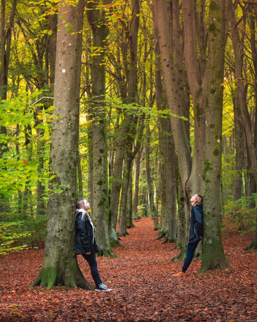 Forest bathing at Micheldever Forest